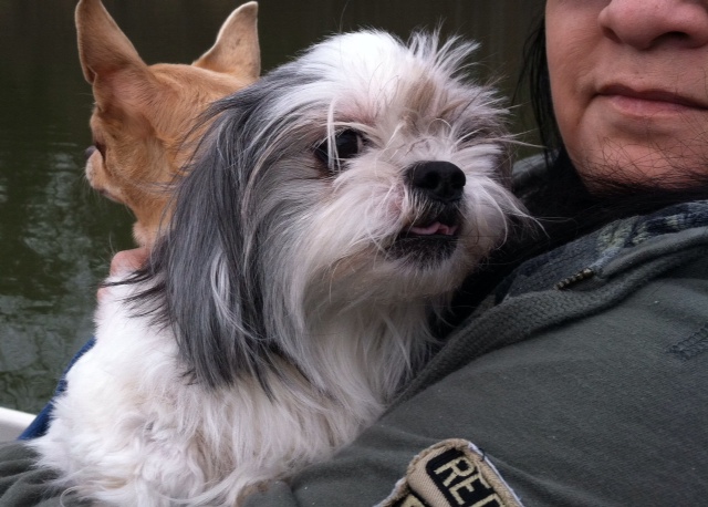 Missing dog